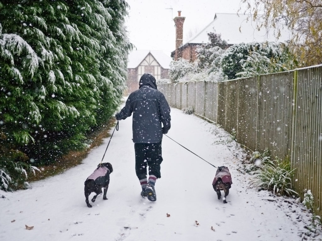 Kent, UK - December 5th 2012: A man walks his dogs as the snow falls in Whistable, Kent