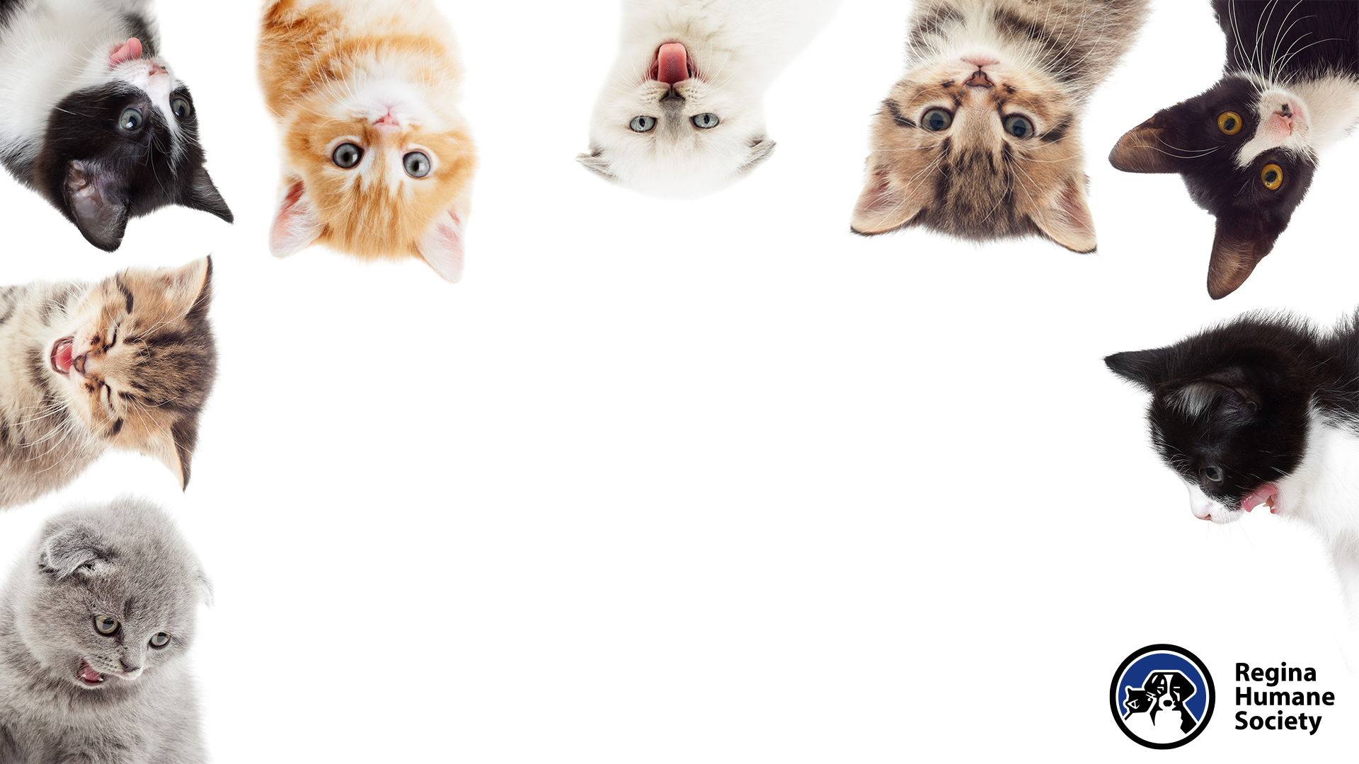 Video Conference Backgrounds - Regina Humane Society Inc