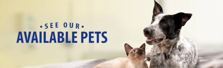 See Adoptable Pets