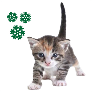 Kitten Kit