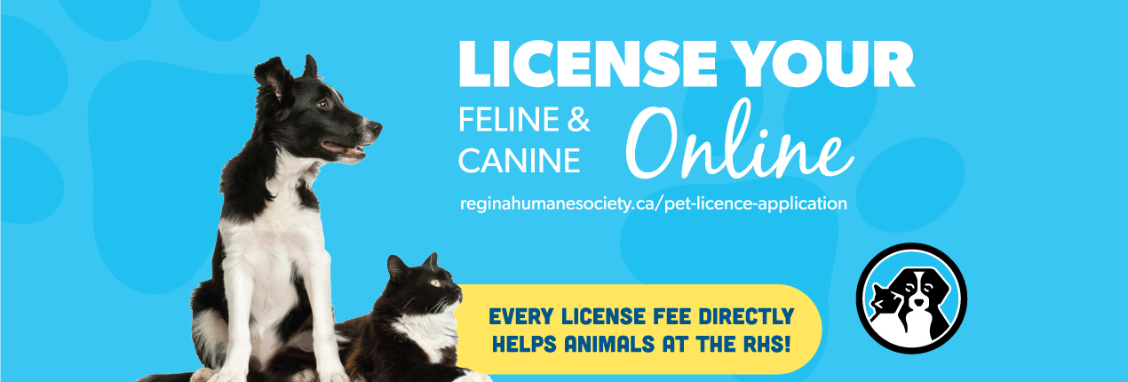 Get Your Pet License Easily – Online!