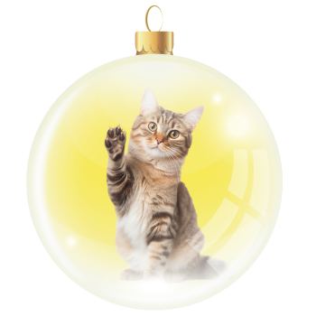 One Week Stay for a Cat