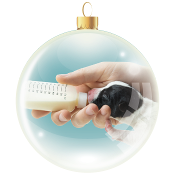 Bottle Feeding Formula