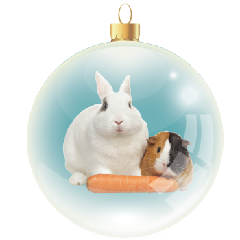 Rabbit, Bird, and Critter Care