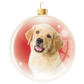 Dog Adoption Sponsorship